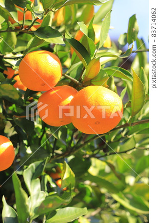 已經到了收穫季節的橘子 已經到了收穫季節的橘子 83714062