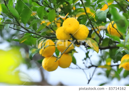 Yuzu fruit that is about to be harvested 83714162