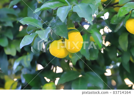 Yuzu fruit that is about to be harvested Yuzu fruit that is about to be harvested 83714164