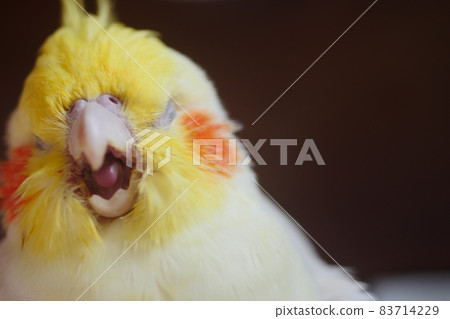 太陽鳥 太陽鳥 83714229