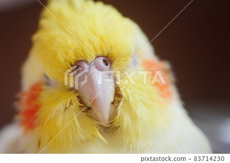 太陽鳥 太陽鳥 83714230
