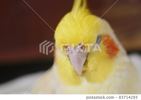 太陽鳥 太陽鳥 83714293
