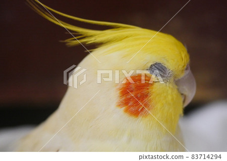 太陽鳥 太陽鳥 83714294