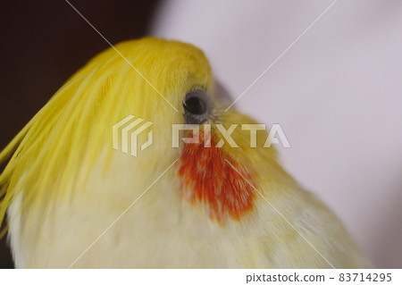 太陽鳥 83714295
