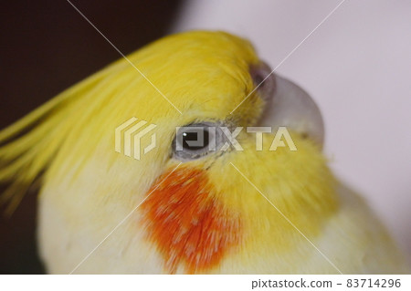太陽鳥 83714296