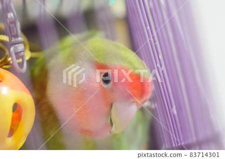 Tuxiao Parrot 83714301