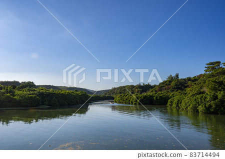 Mangrove in Okinawa Mangrove in Okinawa 83714494