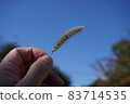 Early autumn plants 83714535