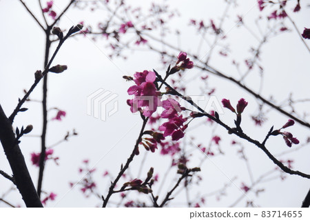 櫻花 83714655