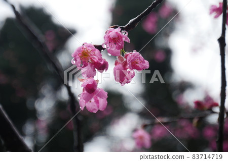 山櫻花 83714719