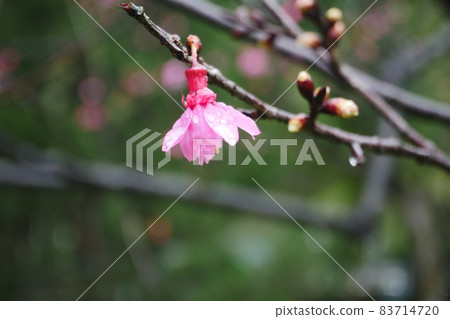 Mountain cherry blossom Mountain cherry blossom 83714720