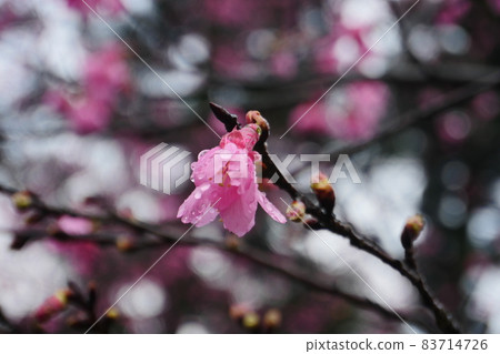 Mountain cherry blossom Mountain cherry blossom 83714726