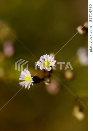 信濃川和安木堤上的掃帚菊 信濃川和安木堤上的掃帚菊 83714780