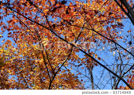 autumn sky  83714849