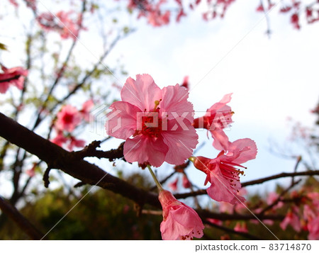 櫻花 櫻花 83714870