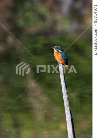 Kingfisher staying on a tree 83714971