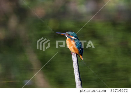 住在樹上的翠鳥 83714972