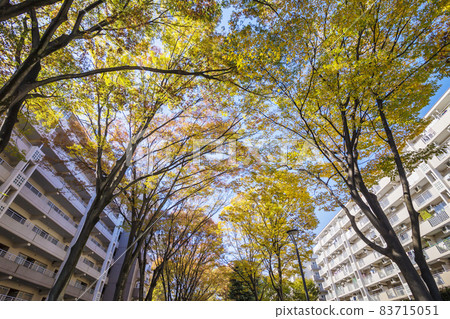 Autumn leaves forest Mansion autumn leaves Mansion public corporation Autumn leaves Autumn leaves looking up Yellow leaves 83715051
