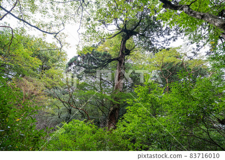 屋久島的股票小徑很棒 屋久島的股票小徑很棒 83716010