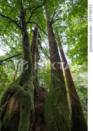 屋久島的股票小徑很棒 屋久島的股票小徑很棒 83716011