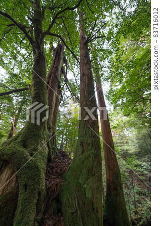 Yakushima's great stock footpath Yakushima's great stock footpath 83716012