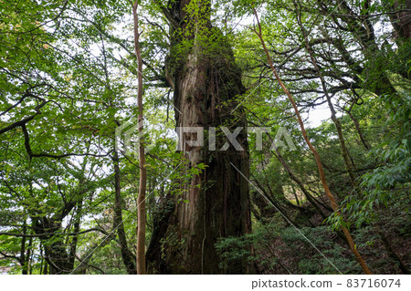 屋久島的股票小徑很棒 屋久島的股票小徑很棒 83716074