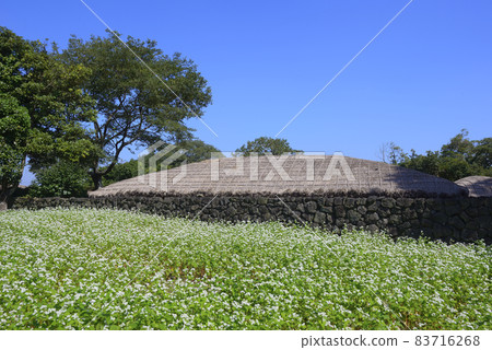 濟州城邑民俗村蕎麥 83716268