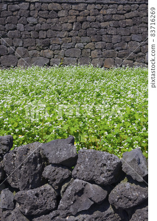 Jeju Seongeup Folk Village Buckwheat 83716269