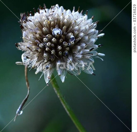 Field thistle autumn fluff square composition Field thistle autumn fluff square composition 83716829