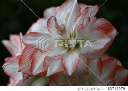 鮮花,鮮花 鮮花,鮮花 83717079