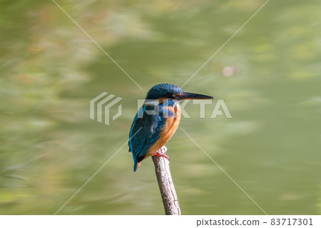 住在樹上的翠鳥綠色背景 83717301