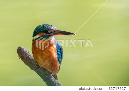 住在樹上的翠鳥綠色背景 83717317