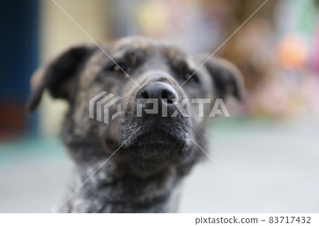 狗 83717432