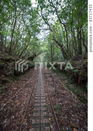 繩文雪松往返路線多莉路 83717435