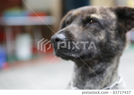 狗 83717437