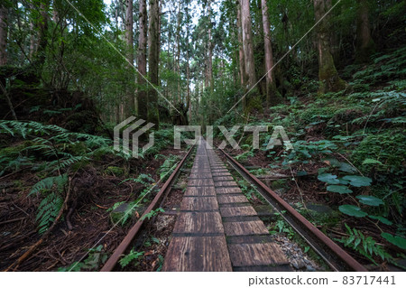 繩文雪松往返路線多莉路 83717441