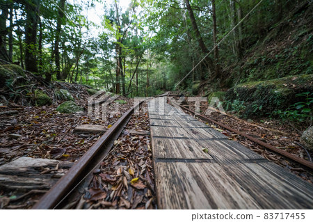Jomon cedar round-trip course dolly road Jomon cedar round-trip course dolly road 83717455