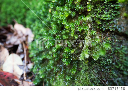 Jomon cedar round-trip course dolly road Jomon cedar round-trip course dolly road 83717458