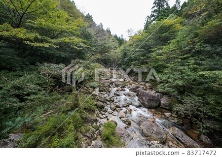 Jomon cedar round-trip course dolly road 83717472