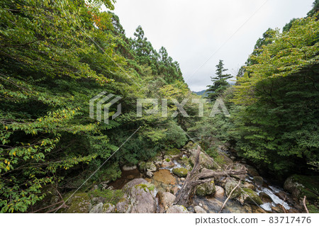 Jomon cedar round-trip course dolly road Jomon cedar round-trip course dolly road 83717476