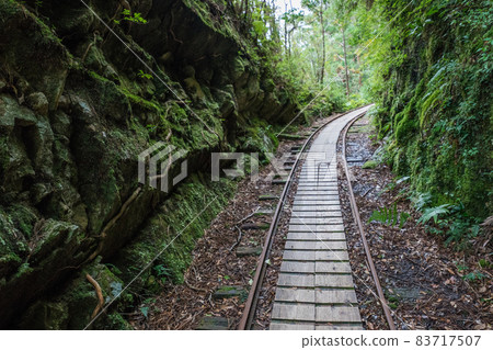 Jomon cedar round-trip course dolly road 83717507