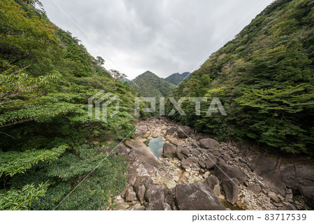 Jomon cedar round-trip course dolly road Jomon cedar round-trip course dolly road 83717539