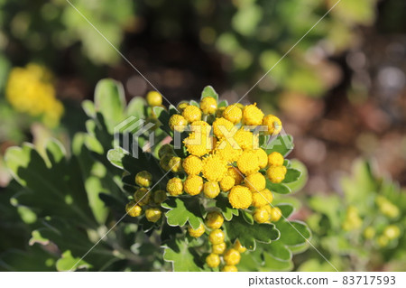 Yellow chrysanthemum flowers blooming in the autumn park Yellow chrysanthemum flowers blooming in the autumn park 83717593