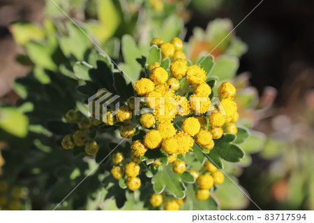 Yellow chrysanthemum flowers blooming in the autumn park Yellow chrysanthemum flowers blooming in the autumn park 83717594