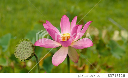 Lotus flower Akemi Beni Lotus flower Akemi Beni 83718126