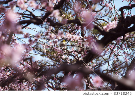 Plum blossoms and small birds in full bloom Plum blossoms and small birds in full bloom 83718245
