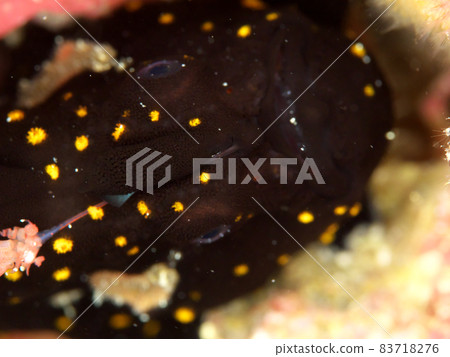 Warty frogfish seen from the front (black) 83718276