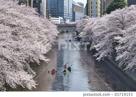 東京目黑川，櫻花盛開，近目黑新橋 83719153