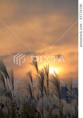 Image of autumn dusk (suki ears shining in the setting sun and sunset sky) 83719186