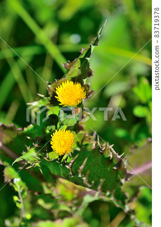 Spiny sowthistle with rough spiny sowthistle Spiny sowthistle with rough spiny sowthistle 83719378